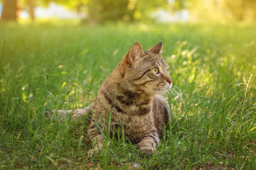 Naklejka na ściany i meble Cute cat lying on green grass in park