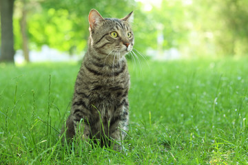 Naklejka na ściany i meble Cute cat sitting on green grass in park