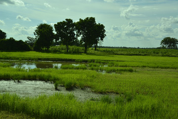 Reisanbau und Landwirtschaft in Südostasien