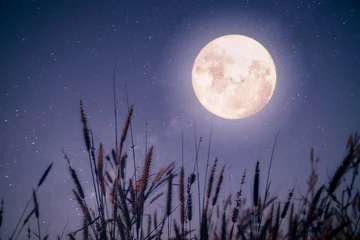 Fotobehang Volle maan Mooie herfstfantasie - esdoorn in herfstseizoen en volle maan met melkwegster op de achtergrond van de nachthemel. Kunstwerk in retrostijl met vintage kleurtoon