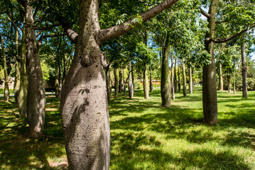 Baobab Bäume im Turia Park Valencia