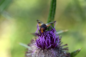 Flies on a purple  greater burdock, Arctium lappa