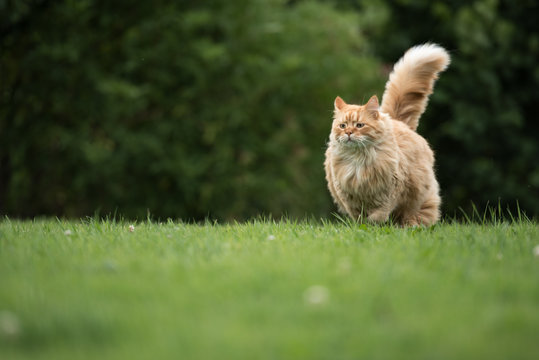 Chat roux