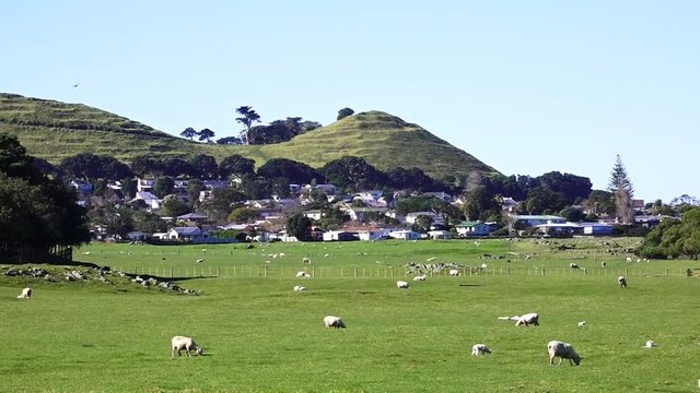 Sheep farm in Auckland New Zealand