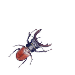 Lucanus Cervus Beetle Illustration