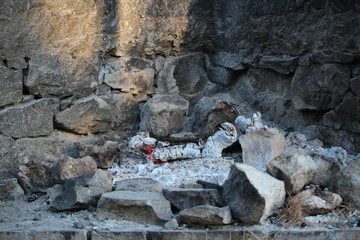 troupeau de chèvres