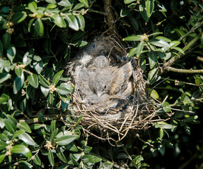 Sparrow's nest, small birds, newborn sparrows, birds in the nest on a tree, three, feathers, bush 