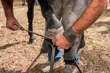 maniscalco operazioni di ferratura del cavallo