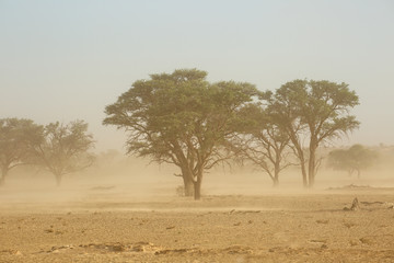 Landscape with trees during a severe sand storm in the Kalahari desert, South Africa.