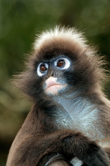 Portrait of a spectacled langur monkey (Trachypithecus obscurus).