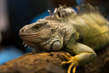 iguana