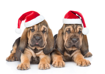 Two bloodhound puppies in red hats lying together. Isolated on white background - obrazy, fototapety, plakaty