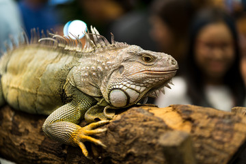 Fototapeta premium iguana