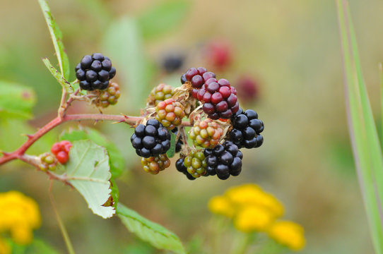 Group of ripe and ripening wild blackberries. Organic wild blackberry is a great antioxidant