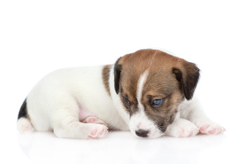 Sad Jack russell puppy lying. isolated on white background