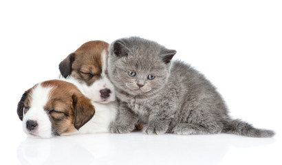 Kitten and a group of sleeping puppies Jack Russell. isolated on white background