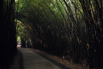 Fototapeta premium Chengdu park