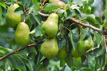Unripe green pear on the branch. Organic pears grow in orchards