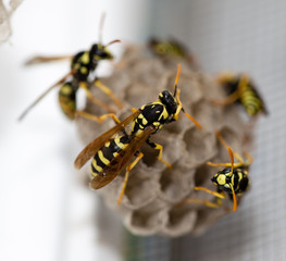 The wasp sits on an aspen