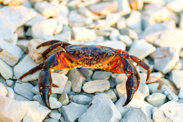 Sea crab on the rocky shore of the sea.