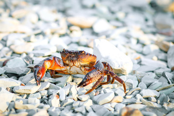 Sea crab on the rocky shore of the sea.