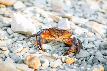 Sea crab on the rocky shore of the sea.
