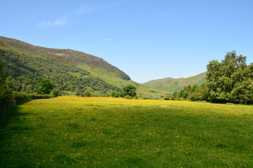 Fototapeta premium Ranunculus bulbosus (buttercup flower) meadow near Buttermere in the Lake District Cumbria England