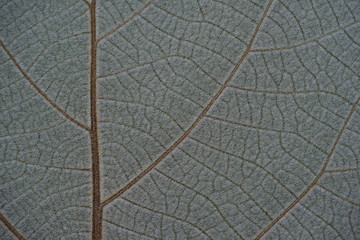 Fototapeta na wymiar Kiwi leaf