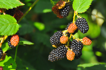 Group of ripe and ripening blackberries in orchard. Organic blackberry is a great antioxidant