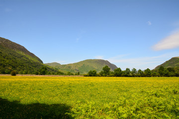 Ranunculus bulbosus (buttercup flower) meadow near Buttermere in the Lake District 