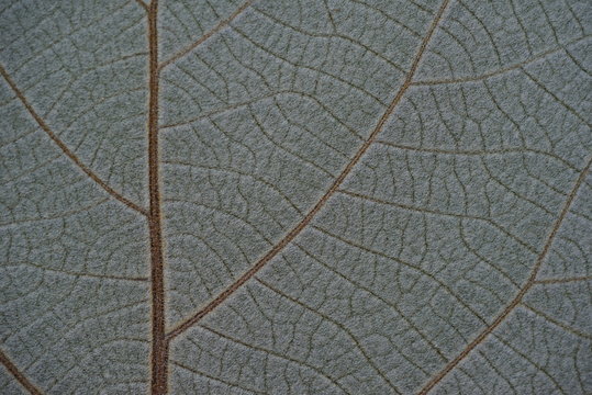 Kiwi leaf © Angela