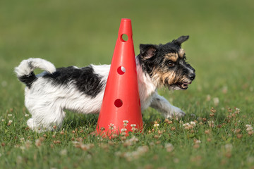 Hund rennt schnell um einen Kegel - Jack Russell Terrier 2,5 Jahre alt 