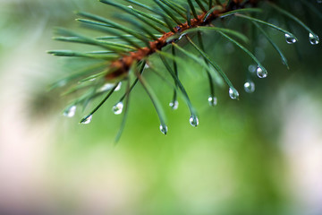 Water tears on the pine needles glint in the sun It is morning. Selective focus