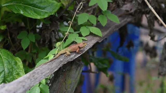 chameleon thailand run on wood green background