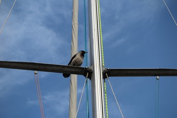 The crow sitting in a sailboat mast