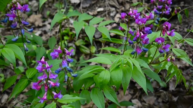 Lathyrus vernus purple flower in the shade in spring forest. Shooting static camera. Light wind.