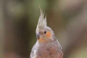 Calopsitte élégante en gros plan