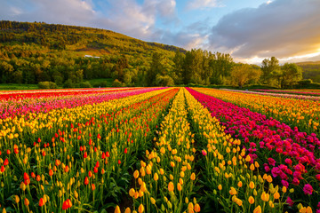 Tulips Field