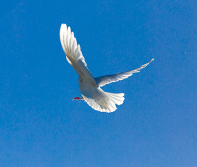 White dove in flight against a blue sky