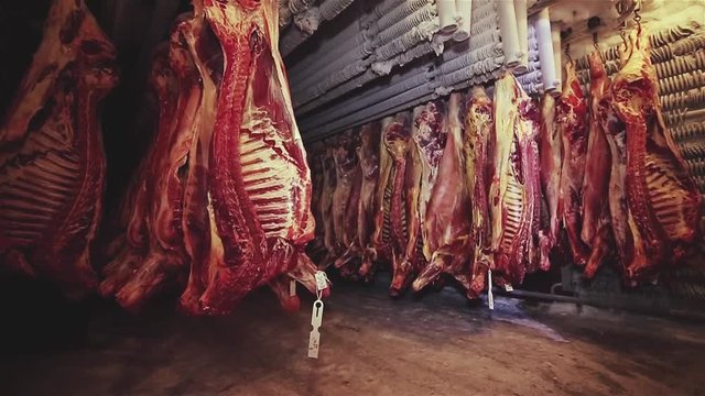 In the large freezer compartment hulks of cattle are hanging. Frozen meat of a cow and pig. Storage of meat products. Finished bloody animal carcasses. Meat in the fridge.