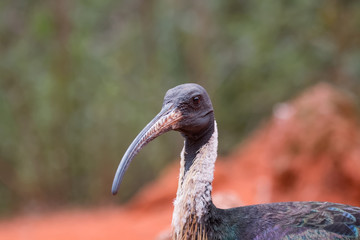Ibis d'Australie