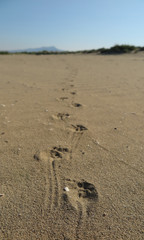 fox footprint in sand