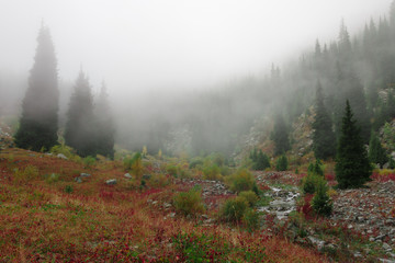 Fog in mountain