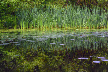 Obraz premium Sedge and forest reflected in the water