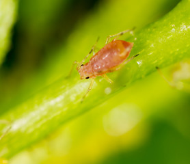 Aphids on a green leaf in nature