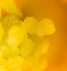 Yellow pollen on a flower in nature