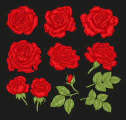 Big set with red rose flowers and leaves in vintage style. Hand drawn botanical vector illustration. Floral design elements