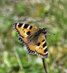 Small Tortoiseshell 2