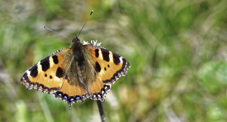 Small Tortoiseshell 1