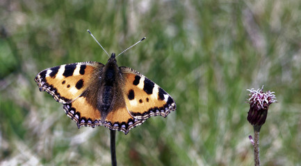 Small Tortoiseshell 3